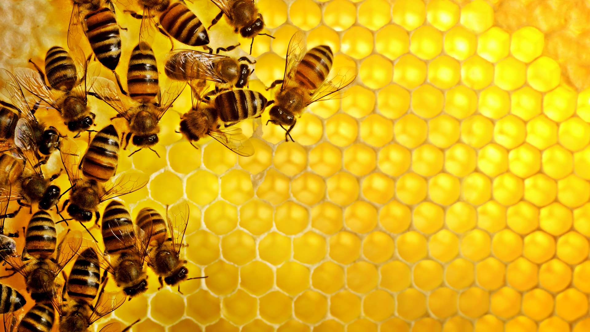 Honey bees Sweden